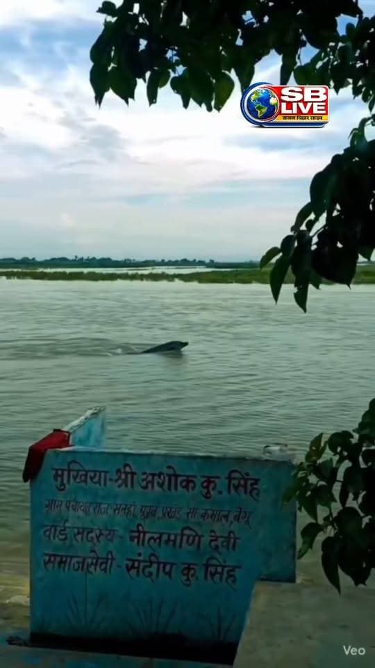 बेगूसराय के साहेबपुर कमाल प्रखंड क्षेत्र के मुगलसराय गांव के समीप आई बाढ़ में लोगों को दिखा #डॉल्फिन।
#flood #FloodNews #usa #usareels #USAREELSVIRAL #usareelsonline #usarmy #usarmyairforces