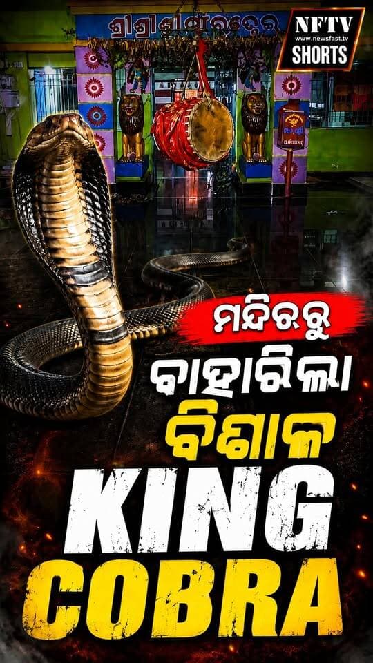 ଗଞ୍ଜାମ ଚିକିଟିରେ ମା’ ରତ୍ନେଇ ମନ୍ଦିରରୁ ୧୨ ଫୁଟିଆ କିଙ୍ଗ କୋବ୍ରା ଉଦ୍ଧାର
Hashtags:
#Ganjam #Chikiti #KingCobra #CobraRescue #SnakeRescue #RatneiTemple #GanjamNews #ChikitiNews #OdishaNews #Odisha #SnakeRescue #WildlifeRescue #BreakingNews #ViralNews #NFTV #NFTVNews #NFTVShorts