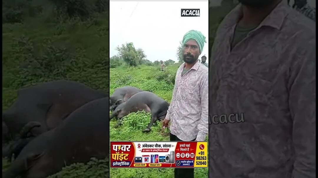 खंडवा में करंट की चपेट में आने से चार भैंस की मौत.मौके पर भारी भीड़. देख कहां का है मामला #khandwa