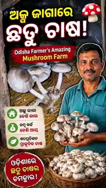 🔥 ଅଳ୍ପ ଜାଗାରେ ଛତୁ ଚାଷ! 🍄 | Odisha Farmer's Amazing Mushroom Farm #mushroomfarm