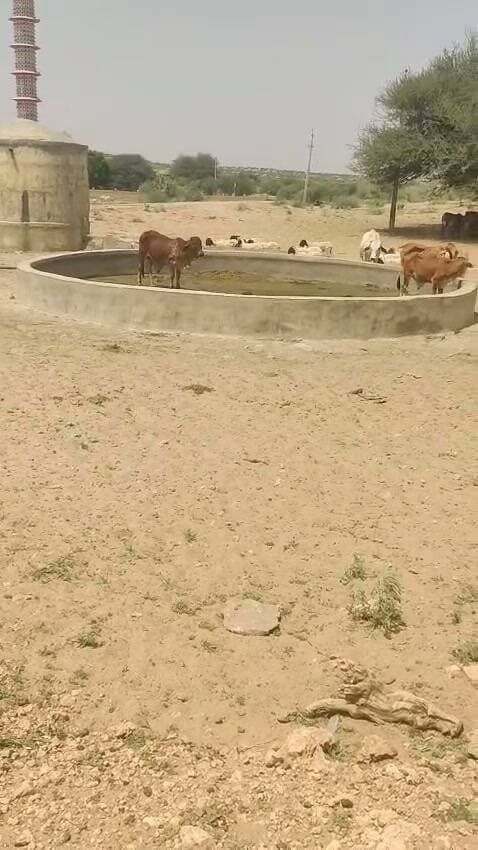 मोहनगढ़ पन्नोंधर राय माता मंदिर में बने जल कुण्ड में पिछले 3 दिन से पानी नहीं है, गर्मी में पशुओ के बुरे हाल, जलदाय विभाग इस और दे ध्यान...
#jaisalmer #barmer #Bikaner #jodhpur #PHED