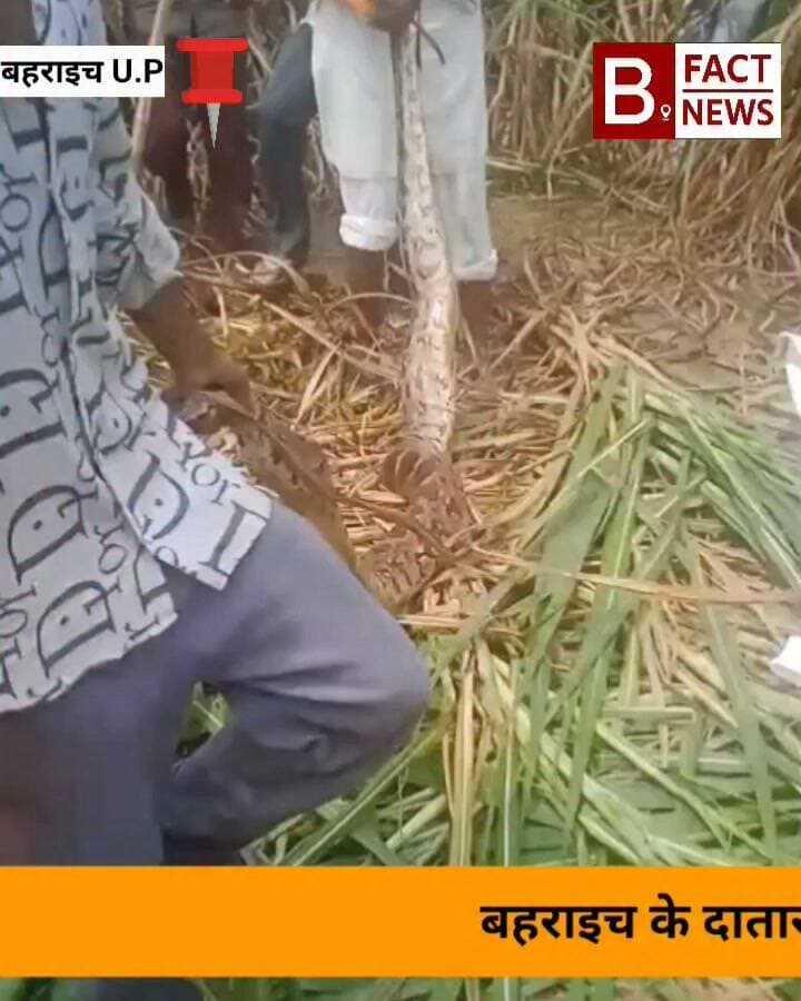 बहराइच के दाताराम पुरवा में गन्ने के खेत में मिला विशालकाय अजगर, वन विभाग की टीम ने कड़ी मशक्कत के बाद पकड़ा
बहराइच जिले के जरवल क्षेत्र अंतर्गत पारा परसरामपुर के दाताराम पुरवा गांव में उस वक्त हड़कंप मच गया, जब गन्ने के खेत में एक विशालकाय अजगर दिखाई दिया।
अजगर देखते ही मौके पर ग्रामीणों की भारी भीड़ जमा हो गई। ग्रामीणों ने तुरंत इसकी सूचना खेत मालिक पप्पू यादव और पुलिस हेल्पलाइन 112 को दी।
सूचना मिलते ही स्थानीय पुलिस और वन विभाग की टीम तुरंत मौके पर पहुंची। वनकर्मी मोहम्मद सिद्दीक और सज्जाद की टीम ने ग्रामीणों की मदद से कड़ी मशक्कत के बाद अजगर को सुरक्षित रेस्क्यू कर लिया।
वन विभाग द्वारा अजगर को सुरक्षित ले जाने के बाद ही ग्रामीणों ने राहत की सांस ली।