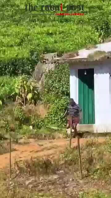 மூணார்- யானையிடமிருந்து அலறியடித்து ஓடி தப்பிய தொழிலாளி...