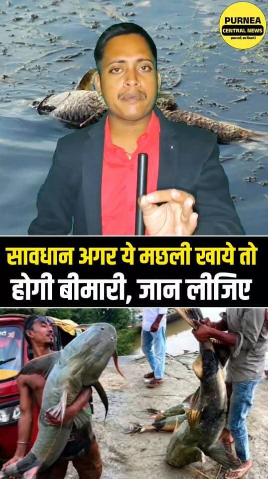 सावधान बिहार! बाढ़ के पानी में आई कैटफिश खाने से बचें, प्रशासन ने जारी की चेतावनी....
BiharFlood #CatfishAlert #BiharNews #FloodAlert #HealthAlert #BreakingNews #Bihar #FloodNews #PublicWarning #ViralNews #PurneaCentralNews #बिहार #बाढ़ #सावधान