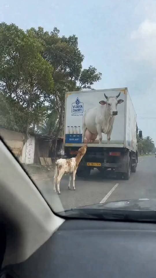 गाय से बिछड़ने के बाद भूख से तड़प रहा था बछड़ा, ट्रक पर बनी गाय की तस्वीर देखकर दूध पीने लगा!
गाय से बिछड़ जाने के बाद एक मासूम बछड़ा भूख से परेशान होकर सड़क पर भटक रहा था।
#माँ #cow #trendinginstagramreels #baccha #people