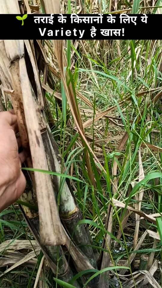 🌱 तराई में गन्ने की ये Variety करेगी कमाल! 🚜🔥
#गन्ना #गन्नेकीखेती #Sugarcane #SugarcaneFarming #किसान