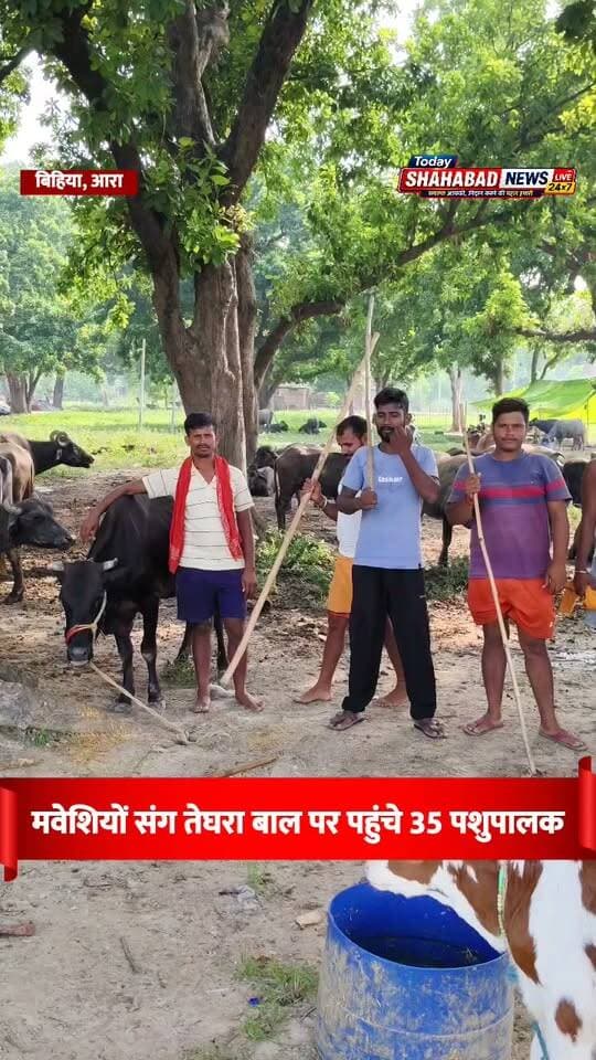 गंगा का जलस्तर बढ़ा तो मवेशियों संग तेघरा बाल पर पहुंचे 35 पशुपालक