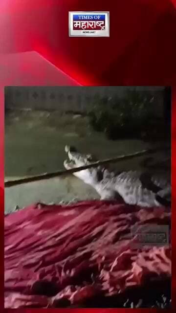 बिहारच्या बगाहामध्ये वस्तीत पोहोचली मगर! घरांजवळ दिसताच उडाली घबराट, वन विभागाने केली सुटका