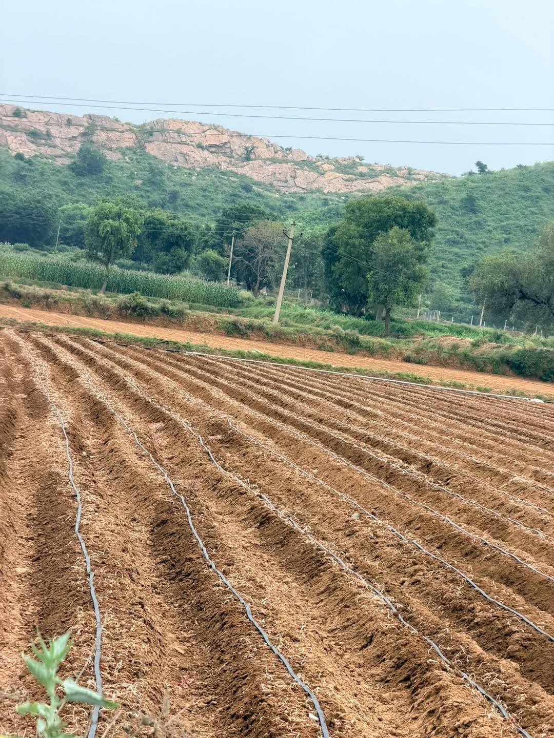 प्याज की रोपाई पहौड़ो के बीच में भी शुरू