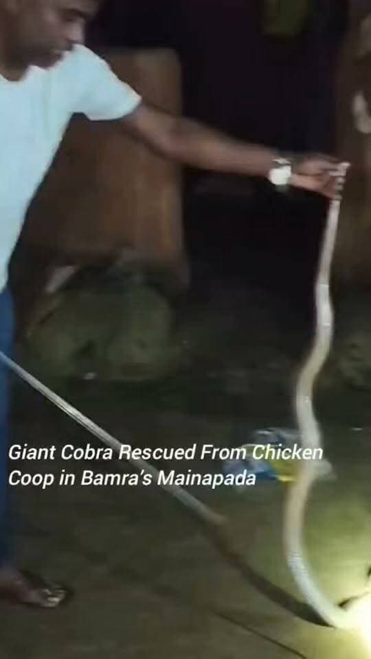 Bamra: A giant cobra was safely rescued after entering a chicken coop at Mainapada in Bamra. The snake was later released into a nearby forest.
#Bamra #Mainapada #CobraRescue #SnakeRescue #GiantCobra #SnakeRescueOperation #WildlifeRescue #OdishaNews #SambalpurNews #BamraNews #Odisha #SnakeRescueTeam