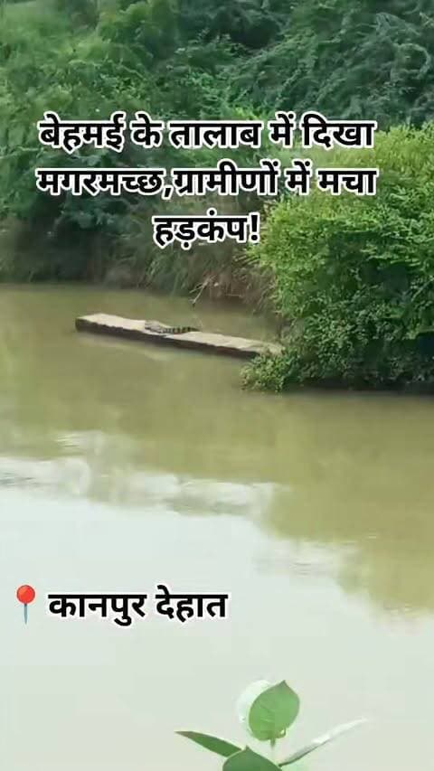 कानपुर देहात। बेहमई गांव में जूनियर हाईस्कूल के सामने स्थित तालाब में विशाल मगरमच्छ दिखाई देने से ग्रामीणों में हड़कंप मच गया। ग्रामीण युवा नेता बाबूजी सिंह चंदेल ने बताया कि सोमवार सुबह विद्यालय पहुंचे विद्यार्थियों ने तालाब में मगरमच्छ को घूमते हुए देखा। मगरमच्छ दिखाई देने पर विद्यार्थियों ने शोर मचाया, जिसके बाद आसपास के ग्रामीण मौके पर एकत्र हो गए।
मगरमच्छ की मौजूदगी से ग्रामीणों और विद्यालय आने-जाने वाले विद्यार्थियों में भय बना हुआ है। ग्रामीणों के अनुसार मामले की सूचना वन विभाग को दे दी है। ग्रामीणों ने वन विभाग से मगरमच्छ को सुरक्षित पकड़कर तालाब से हटाने की मांग की है।