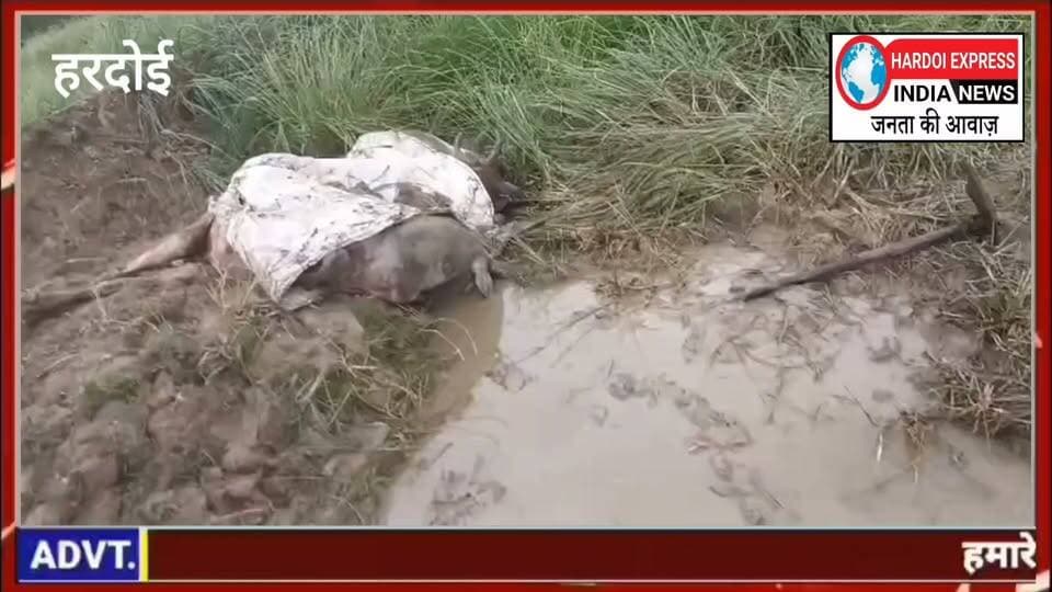 मंगोलपुर गौशाला में अव्यवस्था का आरोप, जलभराव और गंदगी से गोवंश परेशान
हरदोई। विकासखंड अहिरोरी की ग्राम पंचायत मंगोलपुर स्थित गौशाला में अव्यवस्थाओं और जलभराव को लेकर ग्रामीणों ने गंभीर आरोप लगाए हैं। ग्रामीणों का कहना है कि बारिश का पानी गौशाला परिसर में जमा होने से गोवंशों को काफी परेशानी हो रही है। पानी और गंदगी के बीच पशुओं के बैठने, उठने और चारा खाने में भी दिक्कतें सामने आ रही हैं।
ग्रामीणों ने आरोप लगाया कि गौशाला में गोवंशों की मौत के बाद उनके शवों के निस्तारण में भी लापरवाही बरती जा रही है। उनका दावा है कि कुछ मृत गोवंशों को जेसीबी से गड्डा खोदकर दफन किया जाता है, जबकि कुछ शवों को मिट्टी से ढककर छोड़ दिया जाता है। ग्रामीणों के मुताबिक खुले में पड़े शवों को आवारा कुत्तों द्वारा नोचे जाने की स्थिति भी सामने आती है।
गौशाला के संचालन से जुड़े एनजीओ, ठेकेदार और सचिव पर भी ग्रामीणों ने लापरवाही के आरोप लगाए हैं। उनका कहना है कि गोवंशों को पर्याप्त चारा और स्वच्छ पानी उपलब्ध कराने में भी अनदेखी की जा रही है। पानी के लिए बनाए गए टैंकों में गंदगी जमा होने तथा उनकी नियमित सफाई नहीं किए जाने का भी आरोप लगाया गया है।
ग्रामीणों का कहना है कि गौशाला परिसर में जलभराव और गंदगी के कारण गोवंशों में संक्रमण और बीमारियां फैलने का खतरा बना हुआ है। ग्रामीणों ने यहां लगातार गोवंशों की मौत होने का भी दावा किया है। हालांकि, मौत के वास्तविक कारणों की पुष्टि संबंधित विभाग की जांच और पशु चिकित्सकीय परीक्षण के बाद ही हो सकेगी।
ग्रामीणों के मुताबिक शासन की ओर से गौशालाओं के संचालन और रखरखाव के लिए धनराशि उपलब्ध कराई जाती है। ऐसे में जलनिकासी, साफ-सफाई, चारा और स्वच्छ पानी जैसी मूलभूत व्यवस्थाओं का अभाव गंभीर चिंता का विषय है।
ग्रामीणों ने जिला प्रशासन से मामले का तत्काल संज्ञान लेकर गौशाला की जांच कराने, जलभराव की समस्या दूर कराने, नियमित साफ-सफाई सुनिश्चित करने तथा गोवंशों के लिए पर्याप्त चारा और स्वच्छ पानी उपलब्ध कराने की मांग की है। साथ ही ग्रामीणों ने जिम्मेदारों की भूमिका की जांच कर आवश्यक कार्रवाई की मांग भी उठाई है।