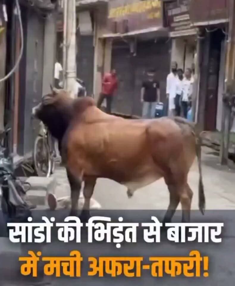 हापुड़ के बाजार में भिड़े सांड, मची अफरा-तफरी
हापुड़: उत्तर प्रदेश के हापुड़ जिले के एक बाजार की तंग गली में अचानक दो सांडों के आपस में भिड़ जाने से अफरा-तफरी मच गई। लड़ाई के दौरान सांडों के अचानक आक्रामक होने से आसपास के दुकानदारों और राहगीरों में भगदड़ जैसी स्थिति बन गई।
घटना का वीडियो सोशल मीडिया पर वायरल हो रहा है, जिसमें देखा जा सकता है कि कैसे दो सांड सड़क के बीचों-बीच एक-दूसरे से लड़ते हुए दुकानों के शटर और वहां खड़ी गाड़ियों से टकराते नजर आ रहे हैं। स्थानीय लोगों ने प्रशासनिक अधिकारियों से आवारा पशुओं के इस बढ़ते खतरे पर जल्द से जल्द नियंत्रण पाने और उचित कदम उठाने की मांग की है।