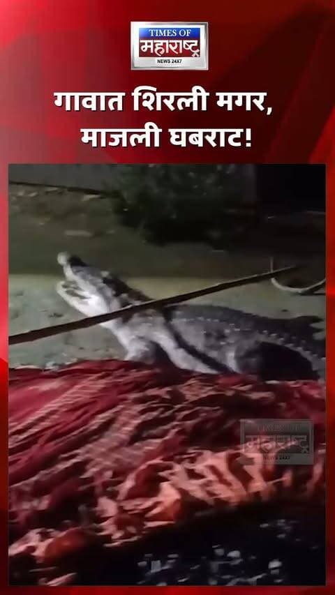 बिहारच्या बगाहामध्ये वस्तीत पोहोचली मगर! घरांजवळ दिसताच उडाली घबराट, वन विभागाने केली सुटका
बिहारमधील बगाहा येथे गंडक नदीतून एक मगर निसटून मनियन छप्पर दलित वस्तीत पोहोचल्याची घटना समोर आली आहे. 🐊🚨
मगर घरांच्या जवळ दिसताच गावकऱ्यांमध्ये घबराट पसरली. घटनेची माहिती मिळताच पोलीस आणि वन विभागाची पथके तातडीने घटनास्थळी दाखल झाली.
गावकऱ्यांच्या मदतीने बचाव पथकाने मगरीला सुरक्षितपणे पकडून पुन्हा गंडक नदीत सोडून दिले. 🙏🌊
वेळीच केलेल्या या बचावकार्यामुळे मोठी दुर्घटना टळली आणि गावकऱ्यांनी सुटकेचा निश्वास सोडला. 👀
⚠️ वन्यप्राणी मानवी वस्तीत आढळल्यास त्याला स्वतःहून पकडण्याचा प्रयत्न न करता तातडीने वन विभागाला माहिती द्या.
गावात शिरली मगर, माजली घबराट!
घरांजवळ मगर दिसताच उडाली धावपळ!
गंडक नदीतून वस्तीत पोहोचली मगर!
वन विभागाच्या तत्परतेने मोठी दुर्घटना टळली!
#Bagaha #Bihar #BiharNews #GandakRiver #Crocodile #CrocodileRescue #WildlifeRescue #ForestDepartment #WildlifeNews #ViralVideo #RescueOperation #BreakingNews #LatestNews #ViralNews #IndiaNews #TimesOfMaharashtra