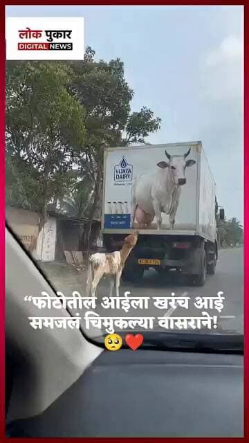 This Little Calf Mistook a Cow’s Photo for Its Mother! 🥺❤️