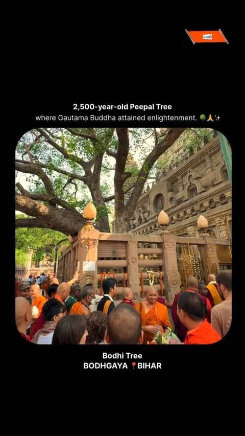 2,500 yrs Old Bodhi Tree | #Bihar
#Bodhgaya