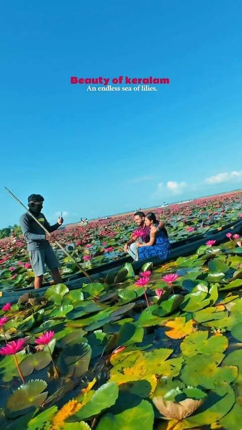 Kerala truly lives up to its name — God’s Own Country. 🌸💚 A breathtaking sea of lilies stretching endlessly across the waters, making this place feel straight out of a dream. ✨
📍 Malarikkal, Keralam, India
#kerala #reels #trending #travelgram #trendingreels