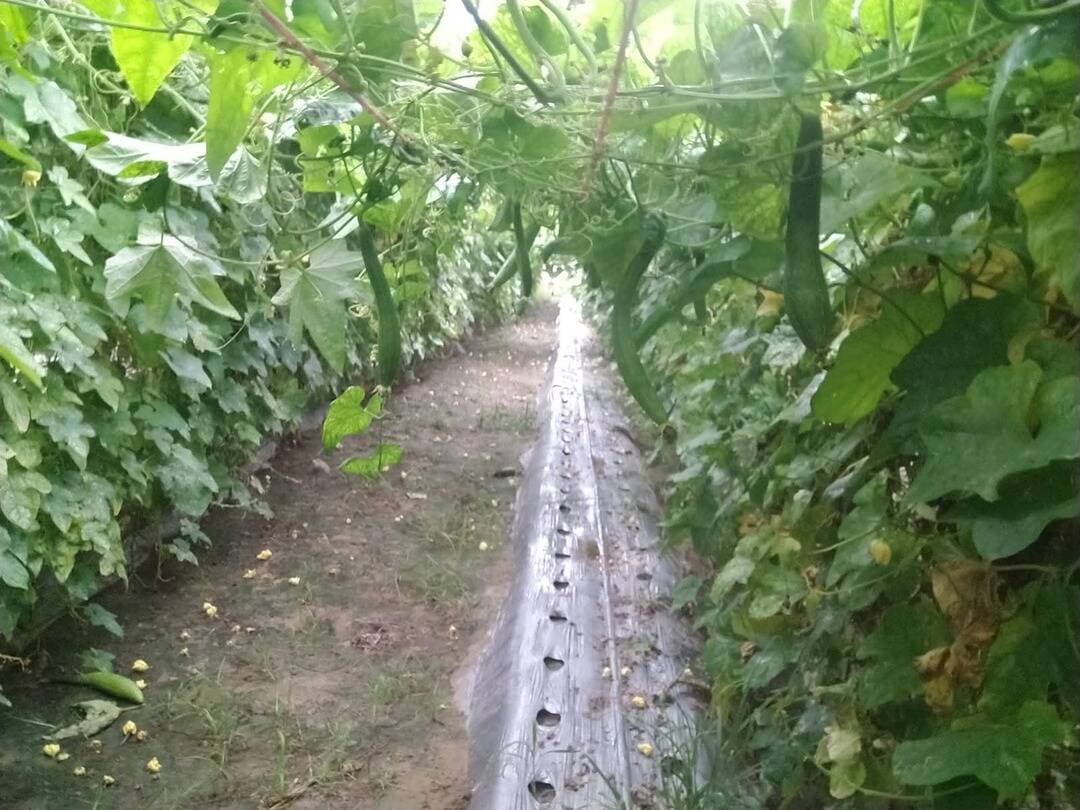 गिलकि की झाल पर खेती