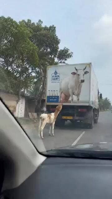 ☝️అమ్మ - ఆకలిసామాజిక మాధ్యమాల్లో ఎక్కువ మంది చూస్తున్న ఆవు - గోవు