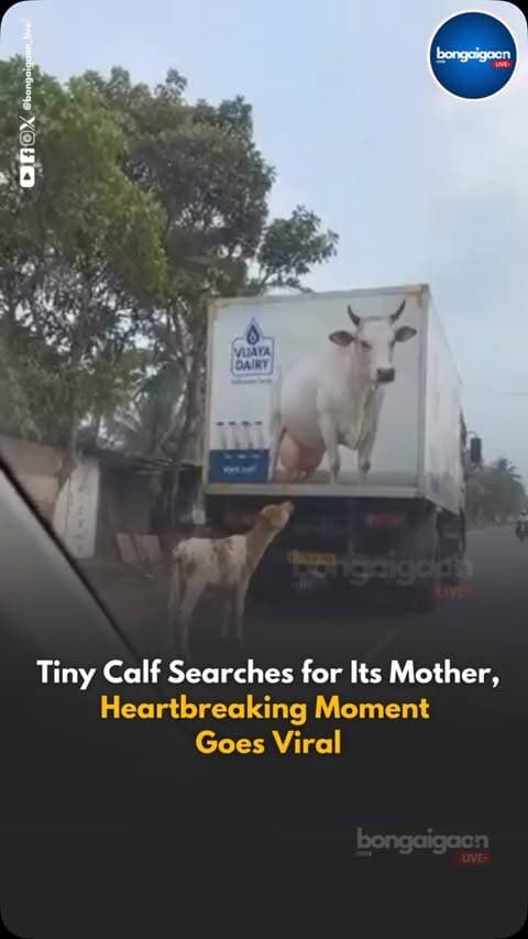 Calf Mistakes Cow Poster for Its Mother, Heartbreaking Video Raises Questions About #Humanity