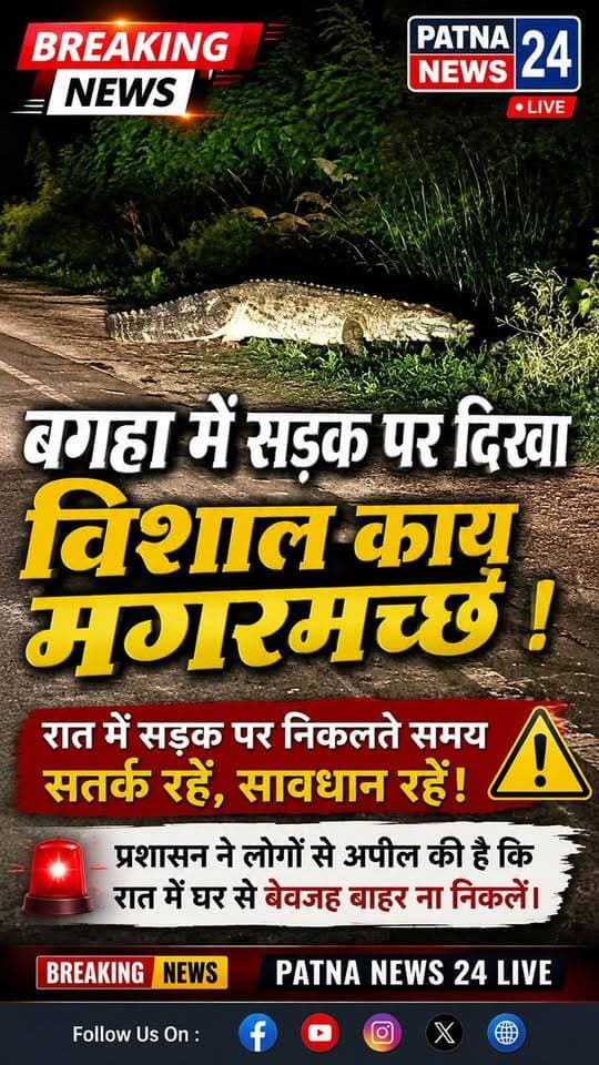 एक विशालकाय मगरमच्छ का सड़क पर घूमते हुए हैरान करने वाला वीडियो सामने आया है। इस पर आपकी क्या राय है? #crocodileattack #animalencounters #news #share