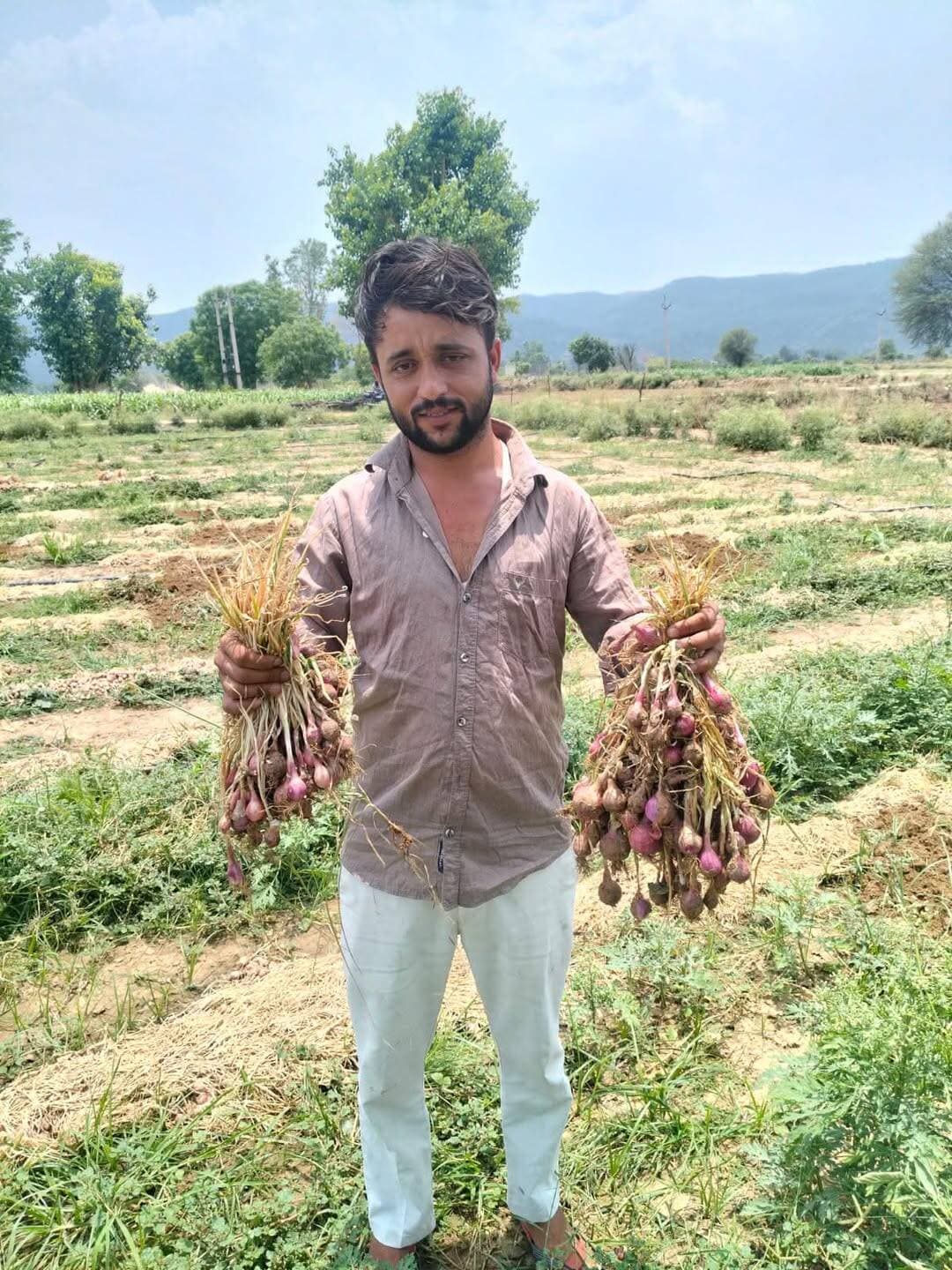 प्याज का कण इस साल पिछले कई वर्षों में सबसे अधिक महँगा हुआ है 8000 से भी अधिक जा पहुँचा है