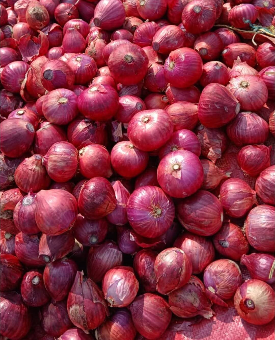 प्याज की टॉप वेरायटी