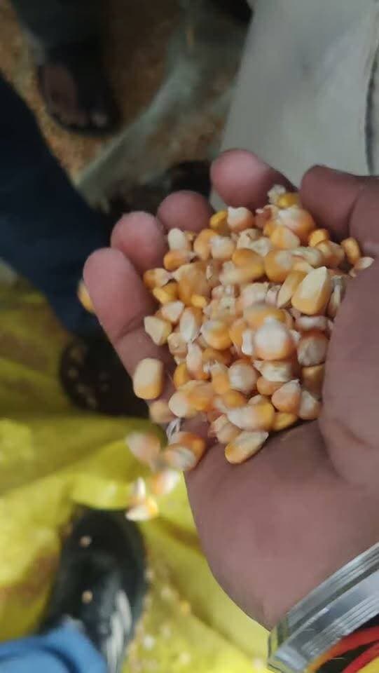 धामनोद मंडी में नई गीली मक्का का भाव इस प्रकार रहा...
आज नई गीली मक्का 1720 से लेकर 1980 तक क्वालिटी अनुसार बिकी...
05 सितंबर 2026
Dhamnod Mandi Bhav
.
.
.
.
.
.
.
.
.
.
.
.
.
.
.
#dhamnodmandibhav #dhamnodmandi #makkakabhav #makkamandibhav #naimakka