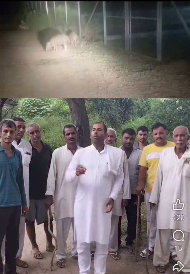 सुनो प्रशासन जी....
लोहारू के पहाड़ी गांव में जंगली सुअरो का आ**तंक
