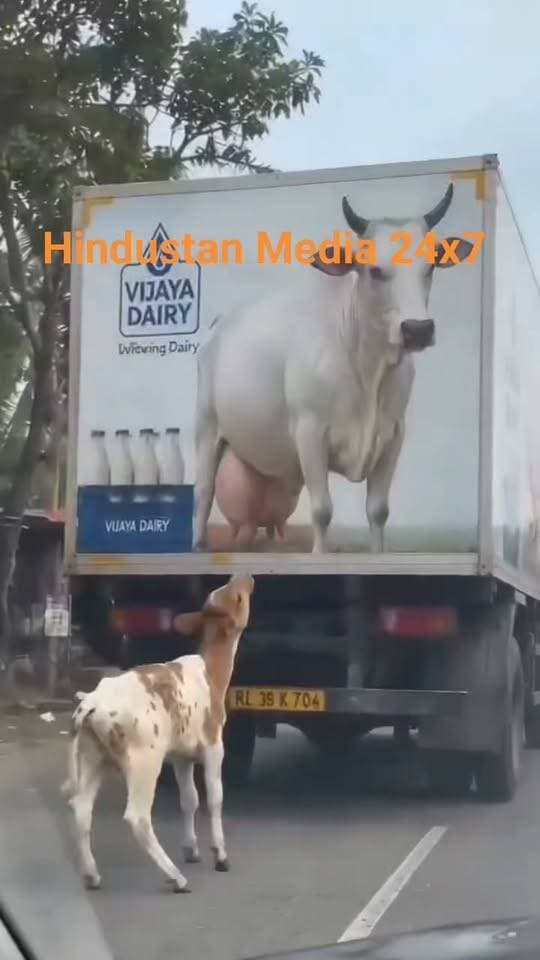 🐄 अपनी माँ को ढूंढता यह नन्हा बछड़ा आज इंसानियत से बहुत बड़ा सवाल पूछ रहा है…
हाल ही में सोशल मीडिया पर वायरल हुए एक वीडियो में एक नन्हा बछड़ा अपनी माँ से बिछड़ने के बाद सड़क किनारे खड़े दूध के ट्रक पर बनी गाय की तस्वीर को ही अपनी माँ समझ बैठता है।
वह उस तस्वीर से लिपटता है…
उससे अपना चेहरा रगड़ता है…
और छोटे-छोटे पैरों पर खड़े होकर उससे दूध पीने की कोशिश करता है। 🥺
उसे क्या पता कि तस्वीर से न दूध मिलेगा, न माँ का प्यार…
वह तो बस अपनी माँ की तलाश में है।
यह दृश्य सिर्फ एक वीडियो नहीं, बल्कि माँ से बिछड़ने की पीड़ा और हमारी इंसानियत पर एक सवाल है।
क्या हम विकास और अपनी जरूरतों की दौड़ में उन बेजुबान जीवों की भावनाओं को भूल गए हैं?
माँ की कमी क्या होती है, यह नन्हे बछड़े ने बिना एक शब्द बोले समझा दिया। 🙏
बेजुबान हैं, लेकिन भावनाएं इनके अंदर भी होती हैं।
इनकी पीड़ा को समझें… इन पर दया नहीं, संवेदनशीलता और जिम्मेदारी दिखाएं। ❤️🐄
#ViralVideo #Cow #Calf #MotherLove #Humanity #AnimalLove #SaveAnimals #EmotionalVideo