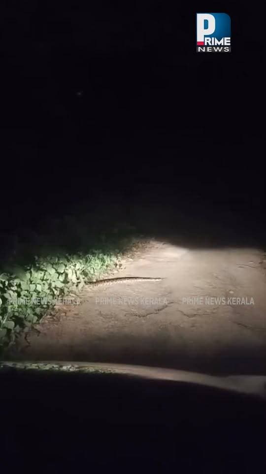 മെഴുവേലി തോലേക്കാവിന് സമീപത്തെ റോഡിൽ പെരുമ്പാമ്പ്|PRIME NEWS KERALA