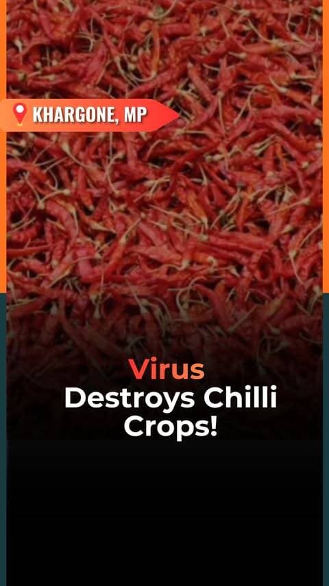 Khargone’s Chilli Farmers Face a Double Blow 🌶️💔
Farmers in Khargone, Madhya Pradesh, home to Asia’s second-largest chilli market, are facing a tough season.
First, falling chilli prices hit their earnings. Now, a reported crop disease is damaging fields, with farmers saying plants are turning yellow, wilting and failing to produce fruit.
More than 40 acres of chilli crops have reportedly been affected, leaving farmers seeking compensation from the administration.
The farmers behind Nimar’s famous chilli supply are now asking a difficult question: What happens when both prices and crops fail? 🥺
Should the government step in with immediate support and compensation? 👇💬
Follow @vygrofficial for the latest updates!
(Khargone chilli market, Madhya Pradesh farmer news, Khargone virus attack on crops, chilli farming MP, Nimar chilli, crop damage compensation, farmer crisis India, agriculture news India, chilli price drop, Vygr News)
#VygrNews #Khargone #MadhyaPradesh #FarmersCrisis #ChilliFarming