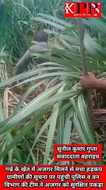 गन्ने के खेत में अजगर मिलने से मचा हड़कंप