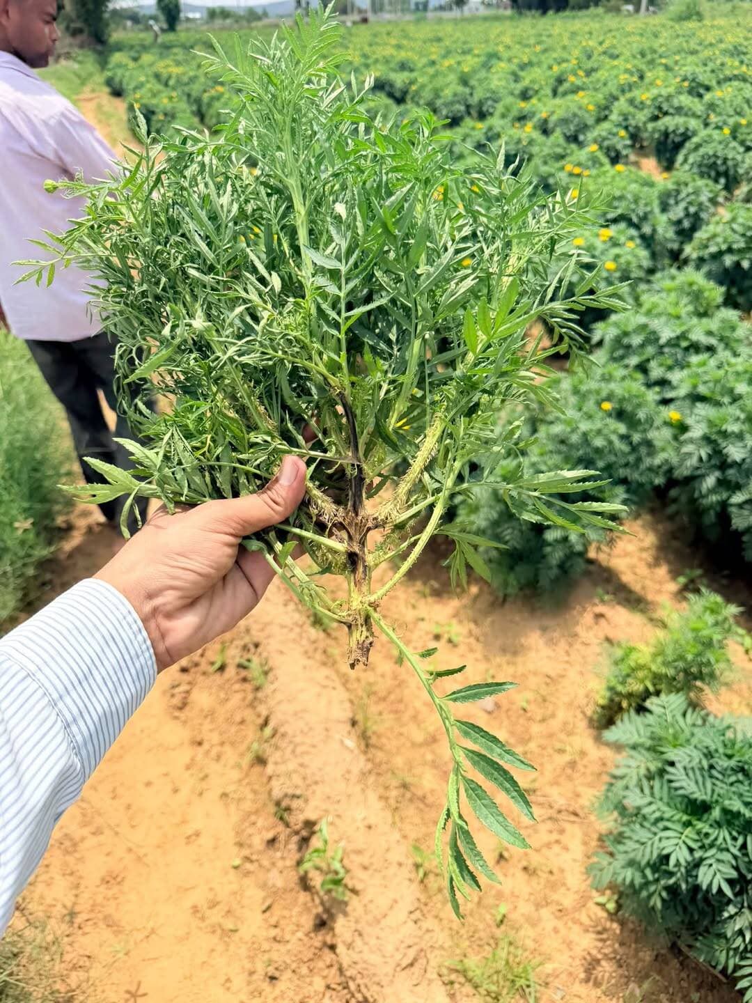 गेंदे में ब्लाइट