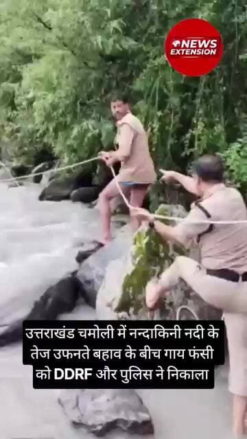 Uttrakhand Chamoli में नन्दाकिनी नदी के तेज उफनते बहाव के बीच गाय फंसी को DDRF और पुलिस ने निकाला