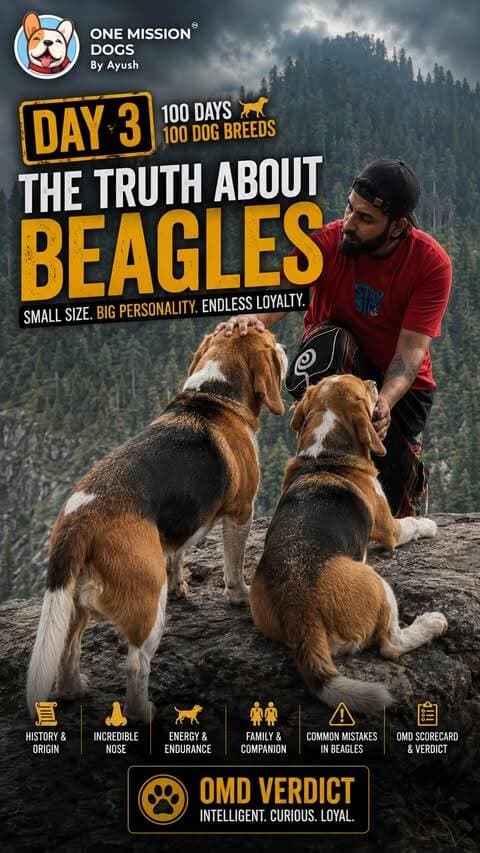 Ye “Beagle” hunter dog beagle hai🐶❌
100 Days of 100 Dog Breeds Episode -3
The Truth About Beagle - Watch full Video Link in Bio🔗
#beagle #viralreeĺs #100days #onemissiondogs #dogs