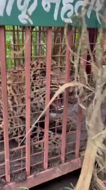 BIJNOR : सदरुद्दीन नगर में पिंजरे में कैद हुआ गुलदार।