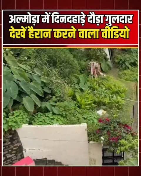 अल्मोड़ा में दिनदहाड़े दौड़ा गुलदार, महिला पर किया हमला! बाल-बाल बची जान