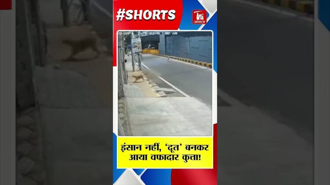 इंसान नहीं, ‘दूत’ बनकर आया वफादार कुत्ता! लड़की को बचाया, आरोपी को दूर तक खदेड़ा || TNI AWAAZ ||