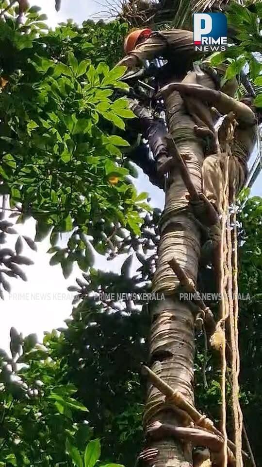 പന്തളത്ത് ഉയരമുള്ള തെങ്ങിൻ്റെ മുകളിൽ കുടുങ്ങിപ്പോയ ആളെ ഫയർഫോഴ്സ് എത്തി രക്ഷപെടുത്തി ; പന്തളം നഗരസഭയിൽ ചേരിക്കൽ ചൂരക്കോട്ട് വടക്കതിൽ പ്രസാദിന്റെ പുരയിടത്തിലെ ഉദ്ദേശം 55' ഉയരമുള്ള തെങ്ങിൻ്റെ മുകളിൽ കുടുങ്ങിപ്പോയ സതീശൻ (55) എന്നയാളെ അടൂർ പത്തനംതിട്ട യൂണിറ്റുകൾ ഒന്നിച്ച് പ്രവർത്തിച്ച് താഴെ ഇറക്കി|PRIME NEWS KERALA