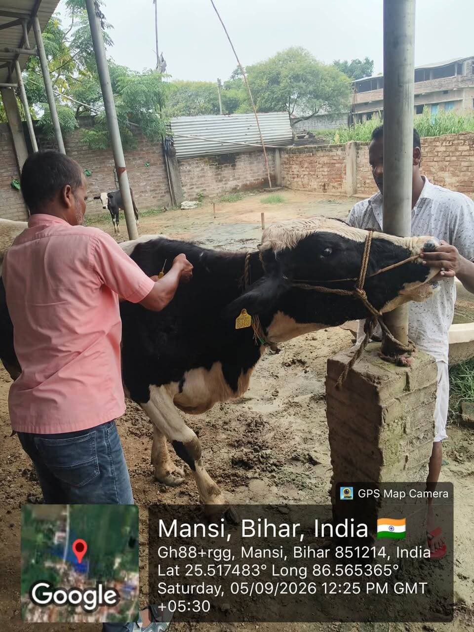 गंगा नदी के बढ़ते जलस्तर के बीच जिला प्रशासन द्वारा पशुपालकों एवं पशुधन की सुरक्षा के लिए जिले के सभी 07 अंचलों में आज पशु शिविर लगाए गए। शिविरों के माध्यम से पशुओं के लिए सुरक्षित आश्रय, आवश्यक देखभाल एवं चिकित्सकीय सुविधाएं उपलब्ध कराई गईं। इस पहल से कुल 92 पशुओं एवं 57 पशुपालकों को लाभ मिला। संवेदनशील एवं बाढ़ प्रभावित क्षेत्रों में प्रशासन द्वारा स्थिति पर लगातार नजर रखते हुए पशुपालकों को सुरक्षित स्थानों पर जाने तथा पशुधन की समुचित देखभाल के लिए आवश्यक सहयोग एवं मार्गदर्शन प्रदान किया जा रहा है। प्रशासन द्वारा जलस्तर की स्थिति के अनुरूप पशुधन की सुरक्षा हेतु आवश्यक व्यवस्थाएं लगातार सुनिश्चित की जा रही हैं।