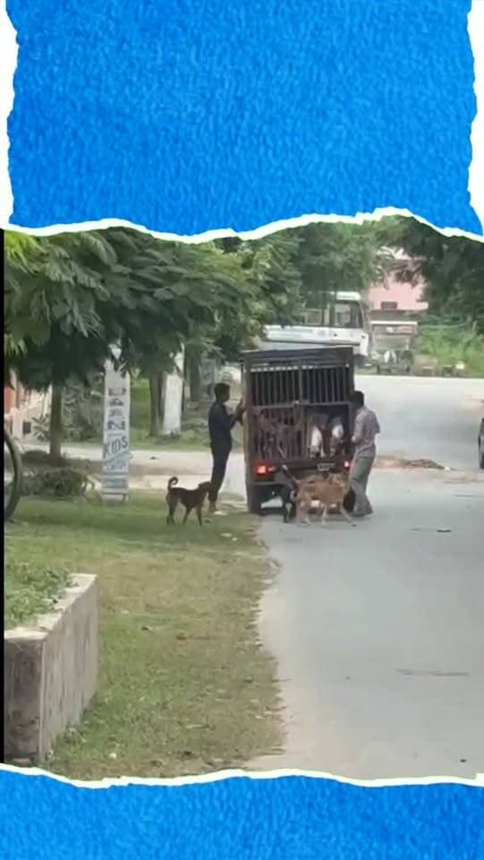 डूंगरपुर में नगर परिषद की कार्यप्रणाली पर सवाल, पोस्ट ऑफिस के पास छोड़ गए दर्जनभर कुत्ते
डूंगरपुर। शहर में नगर परिषद के आवारा कुत्तों को लेकर किए जा रहे काम पर सवाल खड़े हो रहे हैं। शुक्रवार को कुत्तों से भरा एक टेम्पो पोस्ट ऑफिस के पास माताजी मंदिर क्षेत्र में पहुंचा। कॉलोनीवासियों के अनुसार, टेम्पो से दर्जनभर आवारा कुत्तों को इलाके में छोड़ दिया गया। कुत्तों को छोड़ते देख स्थानीय लोगों ने विरोध किया, जिसके बाद टेम्पो चालक मौके से रवाना हो गया। घटना से कॉलोनीवासियों में नाराजगी है। लोगों का कहना है कि इलाके में पहले से आवारा कुत्तों की समस्या है। गौरतलब है कि नगर परिषद ने आवारा कुत्तों को पकड़ने, नसबंदी करने और निर्धारित स्थान पर शिफ्ट करने का ठेका दे रखा है। ऐसे में कुत्तों को यहां छोड़े जाने पर जिम्मेदारों की भूमिका पर सवाल उठ रहे हैं।
#DungarpurPolice #RajasthanNews #DungarpurMunicipalCouncil #StrayDogIssue #CivicProblems