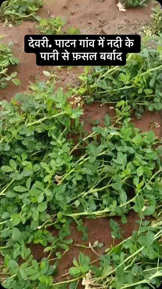 #viral #goankiawaaz #गांवकीआवाज #village #instagram