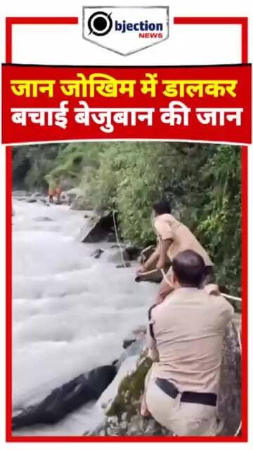 देखिए कैसे उफनती नदी से बचाई गई इस बेजुबान गाय की जान...#viral #viralvideo #viralupdate #viralnow