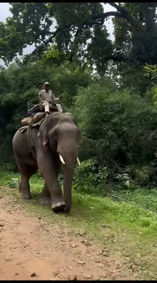 बांधवगढ़ में हाथी...