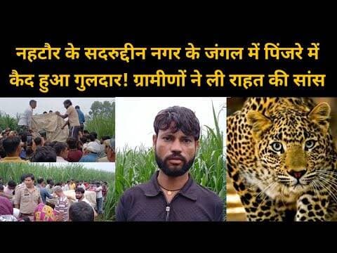 बिजनौर में वन विभाग के पिंजरे में कैद हुआ गुलदार#bijnorprimeupdate