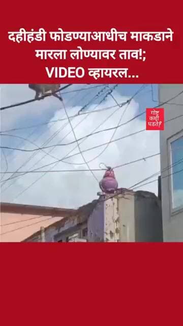 दहीहंडी फोडण्याआधीच माकडाने मारला लोण्यावर ताव!; VIDEO व्हायरल#trending #dahihandi #youtubeshorts