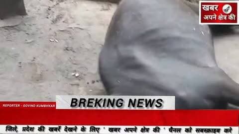 ग्राम जावदी बिजली के खंभे की तान में करंट आने से भैंस की मौत, ग्रामीण ने बिजली विभाग पर लापरवाही का लगाया आरोप ?