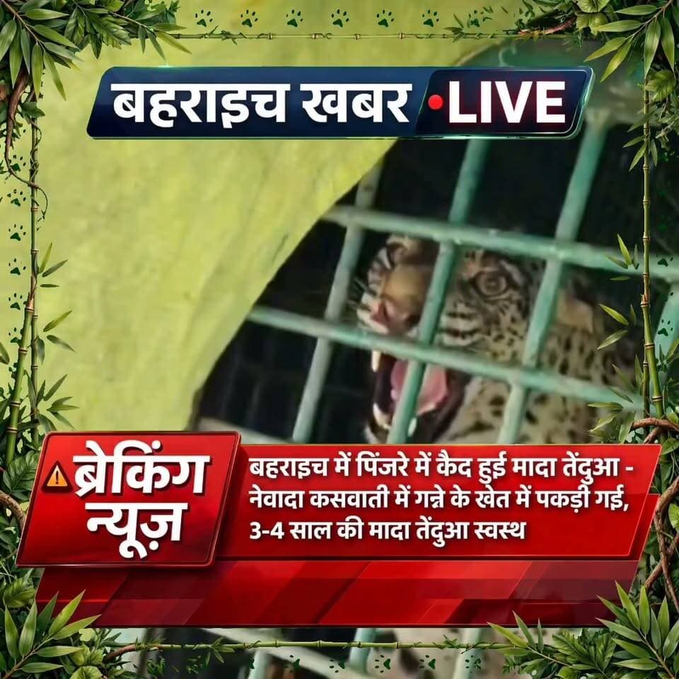 नानपारा में वन विभाग का ऑपरेशन सफल, आबादी के पास घूम रही तेंदुआ पकड़ी गई
UP Police DM office bahraich Dfo Office Bahraich
#Bahraich #BahraichNews #Nanpara #LeopardRescue #LeopardCaptured #ForestDepartment #Wildlife #NanparaRange #Shivpur #Leopard #वनविभाग #तेंदुआ #बहराइच #नानपारा #वन्यजीव #BreakingNews #UPNews #BahraichKhabar
