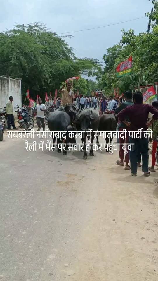 रायबरेली नसीराबाद कस्बा में समाजवादी पार्टी की रैली में भैंस पर सवार होकर पहुंचा युवा????